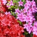 목행초등학교 이미지