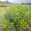 안흥농장 이미지