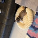 갑순이 | 🐶 ​딩동펫 반려동물 밍크방석쿠션 내돈내산 후기 (3.7kg 소형견 크기 팁)첫날부터 파묻혀 자네?