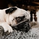 리더스 동물병원 이미지