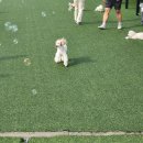 상남견 | [화성/봉담] 애견유치원 겸 애견카페 힐링멍스 방문 후기