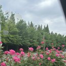 화봉지하차도 이미지