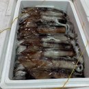 생물오징어(무료손질&포장)/반건조 자연산 붕장어/파 참굴비 이미지
