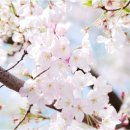제111차 2013년 4월 13(토) 충남 계룡산 벚꽃산행 이미지