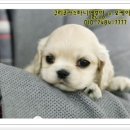 파니엘샵