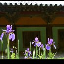 정원야생화 이미지