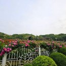 도당애견