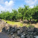 서귀포남원공인중개사사무소 이미지