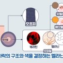 연지헤어샵 | 마곡 브라운염색 왜 더 촌스러워 보일까? 붉은기 해결 방법 오아룸헤어 연지실장