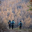 [11. 5 토요걷기] 가을의 마지막 축제, 춘천 채종원 고도트미 이깔나무숲의 바다로~~ 이미지