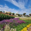 호법 코스모스길 이미지