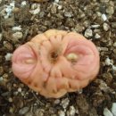 이티(E.T) 이미지