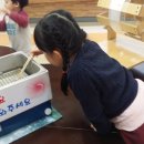 아산굼벵이
