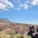 상효동-5 | 한라산 윗세오름 진달래 개화 상황(5/6일)-맑은 날 다시 찾은 영실코스 후기