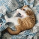 모리동물병원 | 고양이 이물질 섭취 동물병원 간 후기 (고양이 엑스레이 비용)