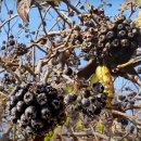 목골(자양) 이미지