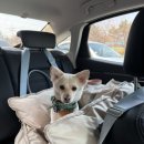 백호켄넬 이미지