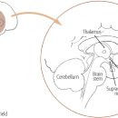 생체시계(circadian clock), 바이오리듬 주기와 암세포 억제 이미지