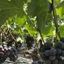 자옥농장 이미지