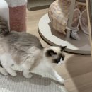 에어묘앤비 이미지