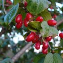 볼빨간한우 이미지