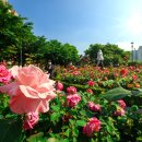 장미의거리9 이미지