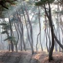 소나무 PC 이미지