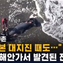 “대지진 전조 현상?”…日해안서 돌고래 15마리 떼죽음에 가능성 제기 이미지
