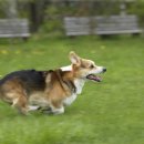 위즈동물메디컬센터 이미지