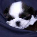 포포퍼피 이미지