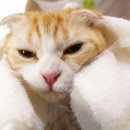 목욕하는 고양이 이미지