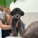 땡글하개 이미지