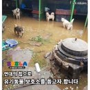 굶주리는 유기동물 보호소 후원 프로젝트에 정회원 동의를 요청합니다 이미지