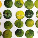 압화(중급) 이미지