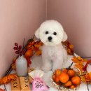 꾸니베어 이미지