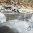 강아지의봄