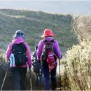 뽈레뽈레 이미지