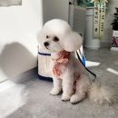 멍뭉펫살롱 이미지