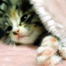 멍멍이와 야옹이 이미지