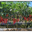 신비너스 이미지