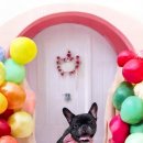 안아줄개 이미지