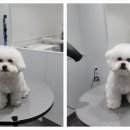 포메른 펫살롱 이미지