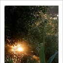 해뜨는 숲속 이미지