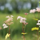 6월 야생화ㅡ초여름 예쁜꽃들 이미지