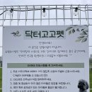 닥터고고펫