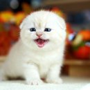 달루나캣츠 고양이전문 평택점 이미지