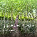 숲이랑농원 | 청주 수피아자작나무 농원 임산부 숲 테라피 실시간 후기