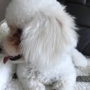 모리펫샵 이미지