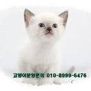 샴