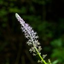 무릇(Scilla scilloides) 이미지